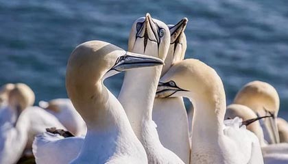 王楚钦4-0胜张禹珍 晋级WTT新加坡大满贯四强