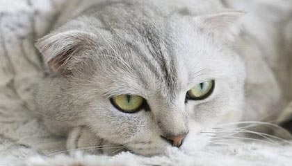 一手资讯-伊布史上最佳阵容 马拉多纳罗纳尔多齐达内领衔！