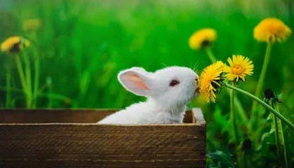 王楚钦4-0胜张禹珍 晋级WTT新加坡大满贯四强